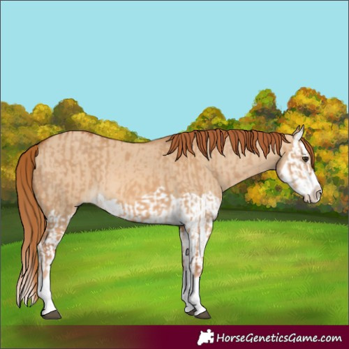Horse Color:Red Dun Splash  and Red Dun Splash 