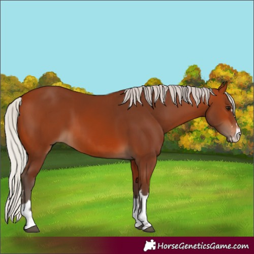 Horse Color:Silver Bay  and Silver Bay 