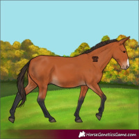 Horse Color:Bay Frame 