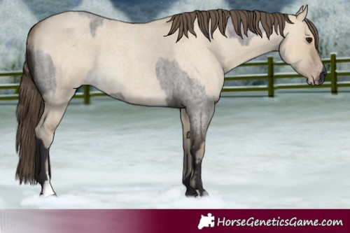 Horse Color:Smoky Grullo Roan and Classic Cream Champagne Roan Dun