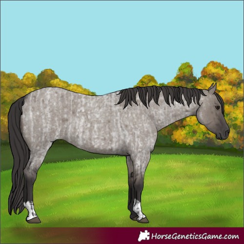 Horse Color:Smoky Grullo Roan and Smoky Grullo Roan