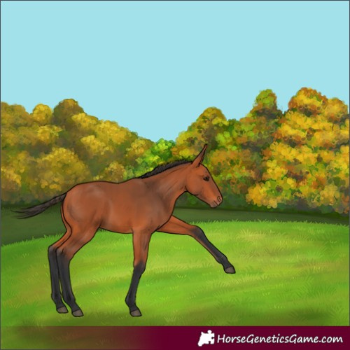 Horse Color:Bay Rabicano 