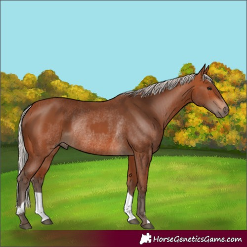 Horse Color:Silver Bay and Silver Bay Rabicano