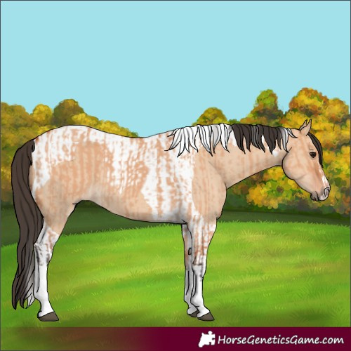 Horse Color:Bay Dun Tobiano  and Bay Dun Tobiano 