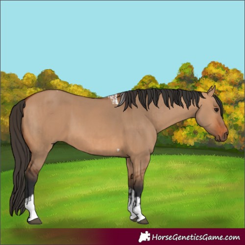 Horse Color:Bay Dun Tobiano and Bay Dun Tobiano