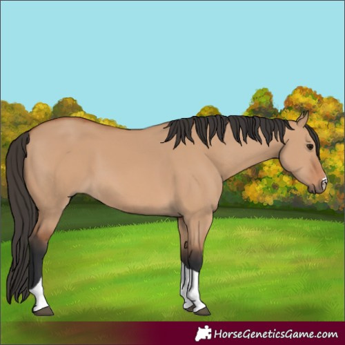 Horse Color:Bay Dun Tobiano 