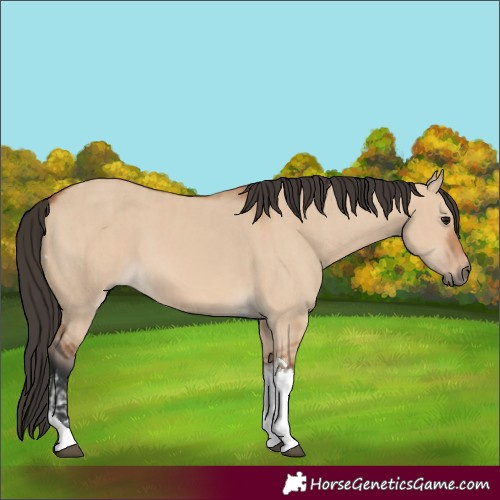 Horse Color:Bay Dun Tobiano  and Bay Dun Tobiano 