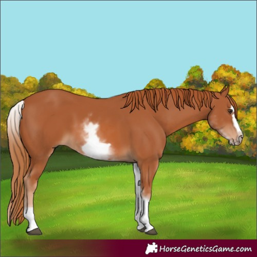Horse Color:White Spotted Chestnut Frame