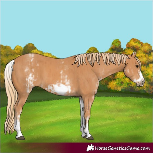 Horse Color:White Spotted Chestnut Frame and White Spotted Chestnut Frame