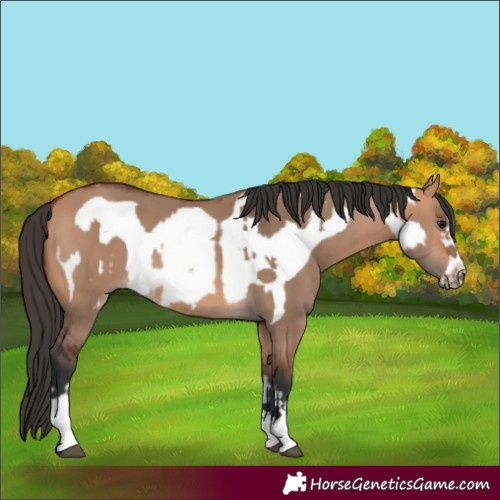 Horse Color:Bay Dun  and Bay Dun Frame 
