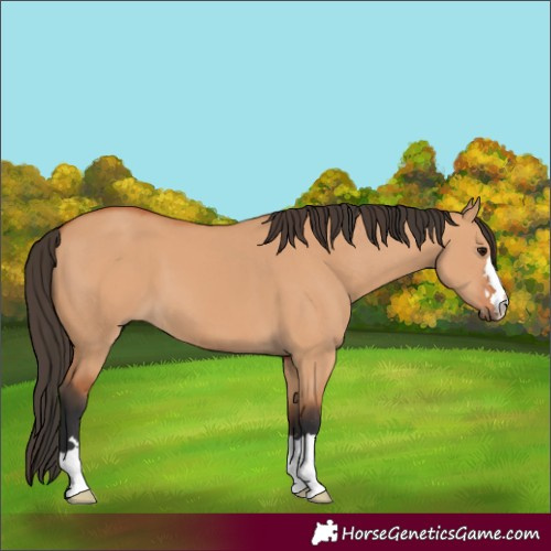 Horse Color:Bay Dun  and Bay Dun 
