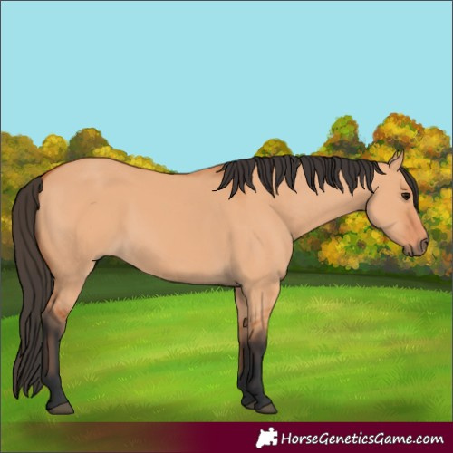 Horse Color:Bay Dun 