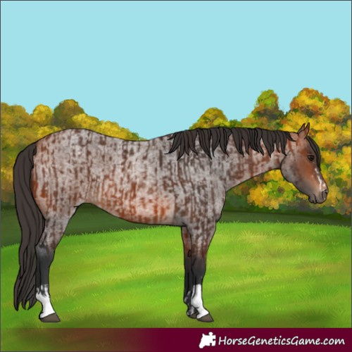 Horse Color:Bay  and Bay Roan 