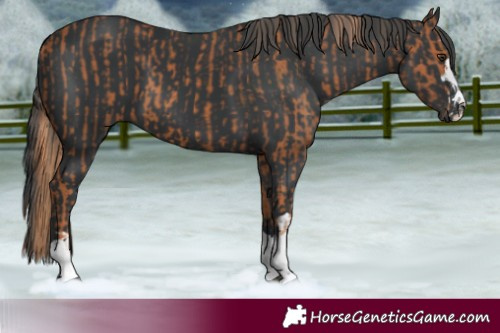 Horse Color:Chestnut  and Black 