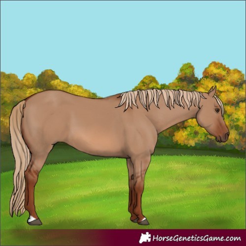 Horse Color:Red Dun 