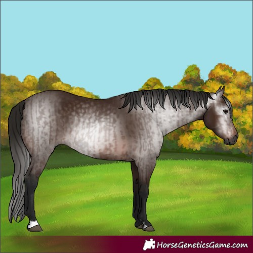 Horse Color:Gray Bay  and Gray Bay 