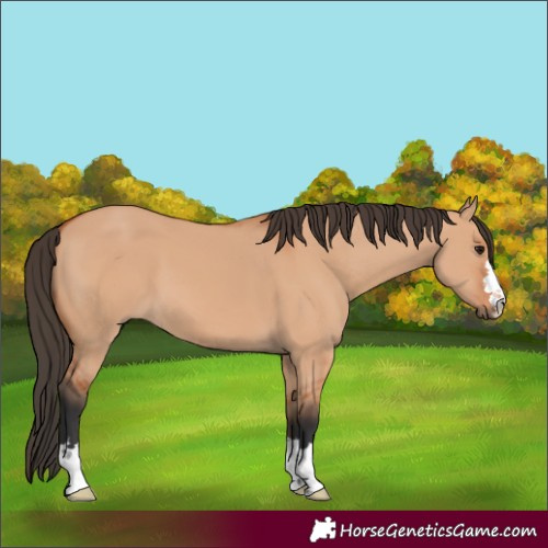 Horse Color:Bay Dun 