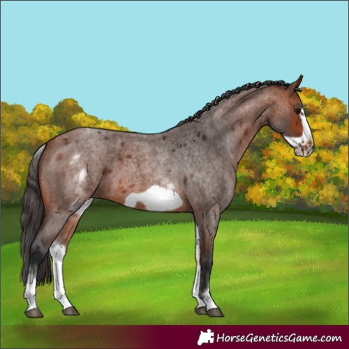 Horse Color:White Spotted Bay Roan Frame 