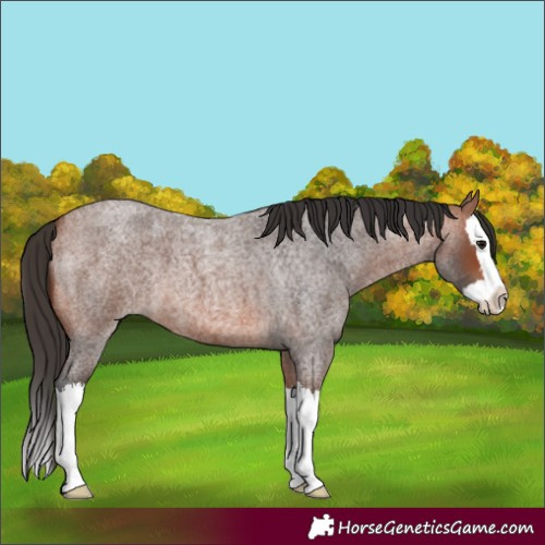 Horse Color:Bay Roan Splash