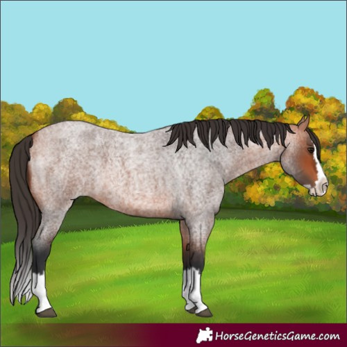 Horse Color:Bay Roan Splash