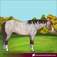 Horse Color:Bay Roan Splash 