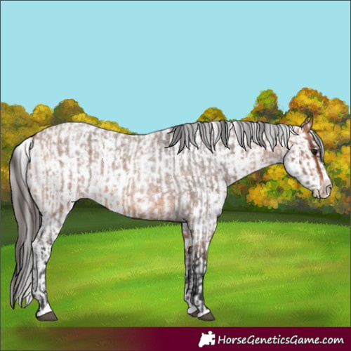 Horse Color:Bay Roan Splash and White Spotted Bay Roan Splash