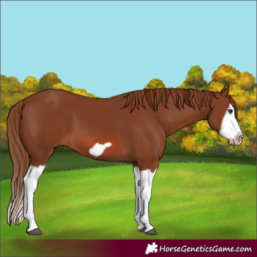 Horse Color:Chestnut Splash Frame 