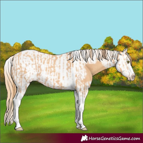 Horse Color:Gold Champagne Splash Tobiano and Gold Champagne Splash Tobiano Frame