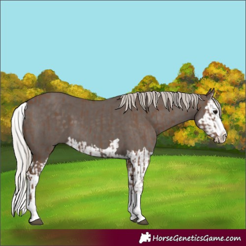 Horse Color:Silver Black  and Silver Black Splash 