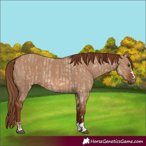 Horse Color:Red Dun  and Red Dun 