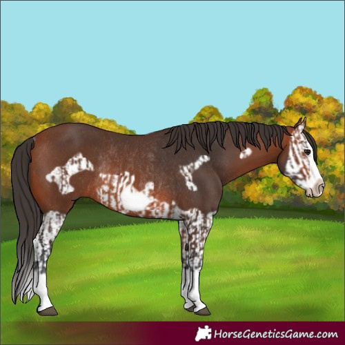 Horse Color:Bay Splash Frame Rabicano  and Bay Splash Frame Rabicano 