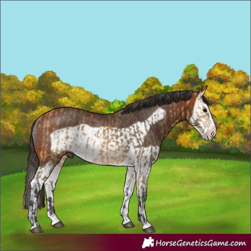 Horse Color:Buckskin Splash Frame Rabicano and Bay Splash Frame Rabicano