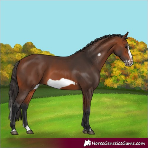 Horse Color:Bay Splash Frame Rabicano 