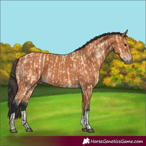 Horse Color:Buckskin  and Bay 