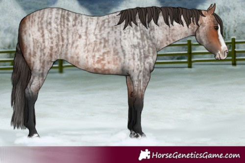 Horse Color:Bay Roan Splash  and Bay Roan Splash 