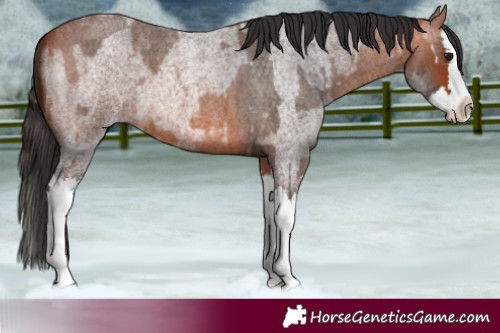 Horse Color:Bay Roan Splash and Bay Roan Splash