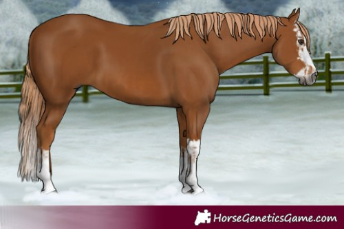 Horse Color:Gray Chestnut and Gray Chestnut Splash