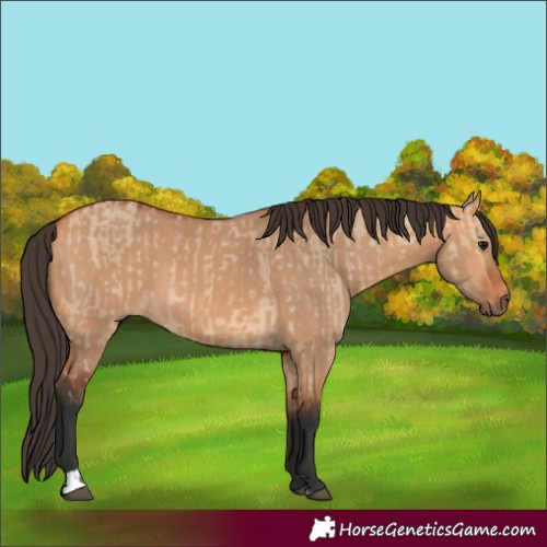Horse Color:Bay Dun  and Bay Dun 