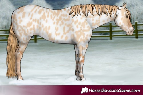 Horse Color:Red Dun Near Leopard 