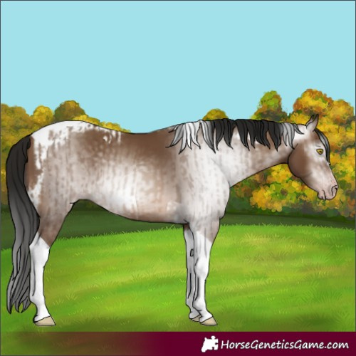 Horse Color:Gray Amber Champagne Tobiano  and Gray Amber Champagne Tobiano Frame 