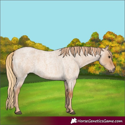 Horse Color:Red Dun Roan 