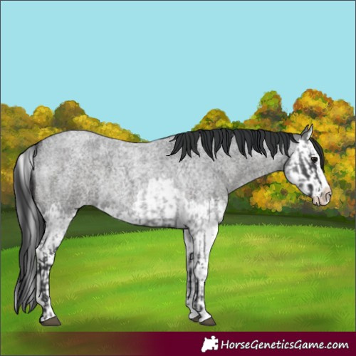 Horse Color:Blue Roan Splash and Blue Roan Splash