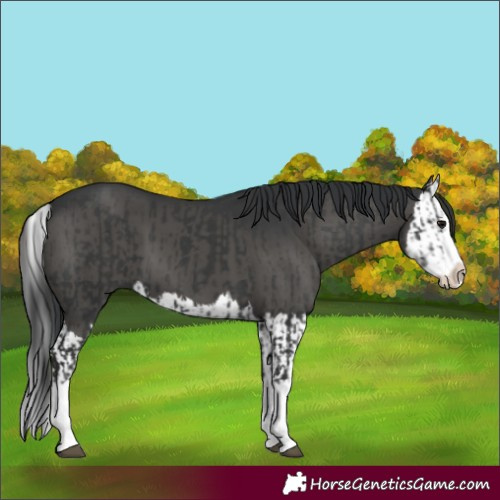 Horse Color:Black Splash and Black Splash