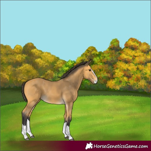 Horse Color:Buckskin Splash 