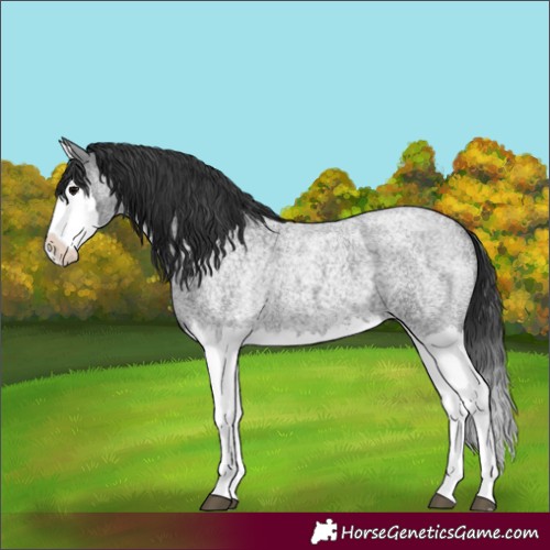 Horse Color:Blue Roan Splash 