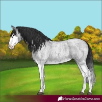 Horse Color:Blue Roan Splash 