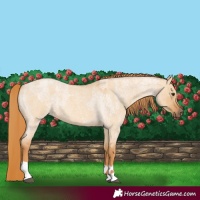 Horse Color:Red Dun Roan  and Red Dun Roan 