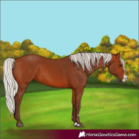 Horse Color:Silver Bay  and Silver Bay Splash 