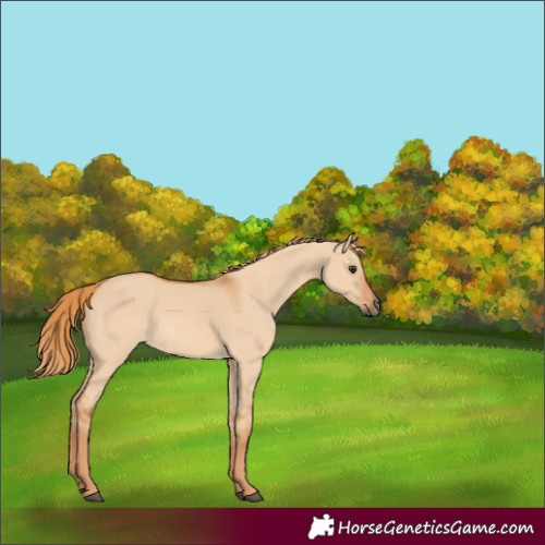 Horse Color:Red Dun 