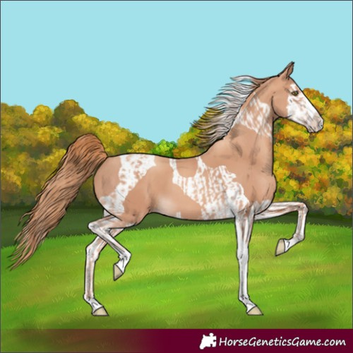 Horse Color:Gold Champagne Splash Tobiano  and Gold Champagne Splash Tobiano 